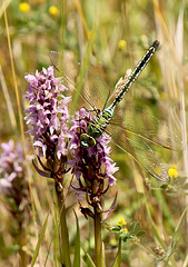 Emperor Dragonfly Female