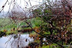 Rainy days and Mondays 5197776149 o