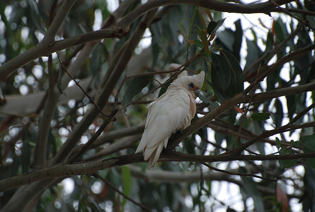 corella in Fish Creek