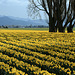 Blue and Yellow, Shadows and Sunlight, Daffodils and Mountains