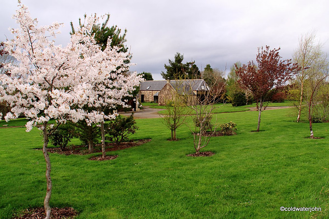 Cherries in bloom