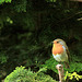 The Orchard Robin