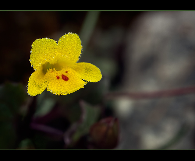 Chickweed Monkeyflower Blossom