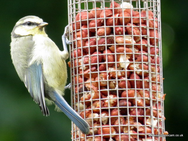 Blue Tit