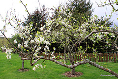 Victoria Plum in bloom