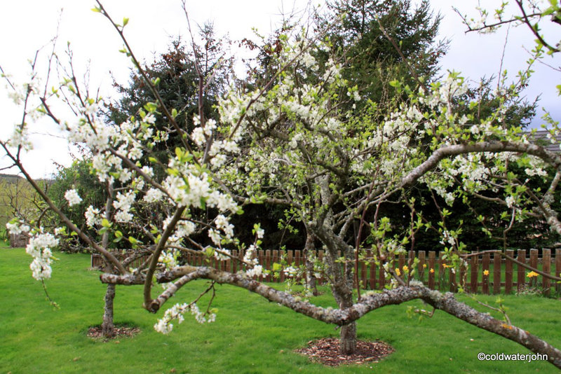 Victoria Plum in bloom