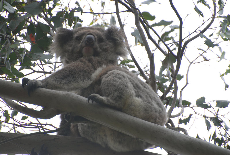 koala in Fish Creek 2