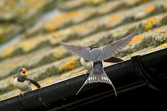 Swallow Family Feeding Time