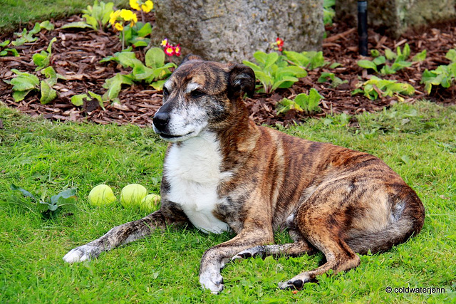 Guarding the apples 6098061698 o