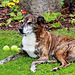 Guarding the apples 6098061698 o