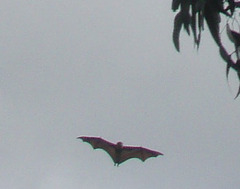 bat colony at Yarra Bend