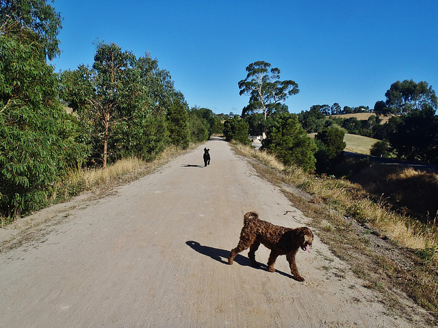 walk along the Rail Trail