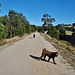 walk along the Rail Trail