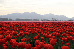 Acres of Tulips