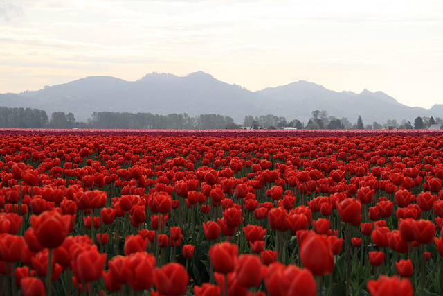 Acres of Tulips