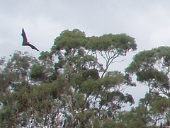 bat colony at Yarra Bend