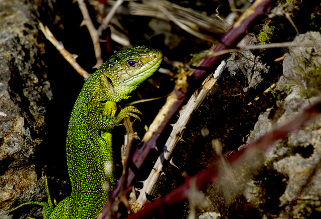 le lézard vert