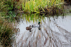 Quacking good life here - noone shoots you 5201597228 o