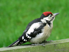 Juvenile G.S Woodpecker