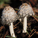 Young, wind-battered Shaggy Inkcaps 4977486788 o