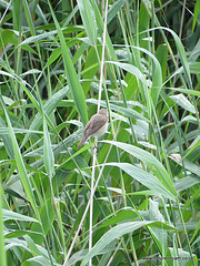 Reed Warbler