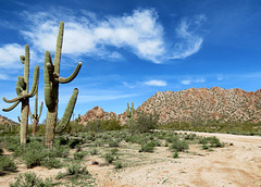 Saguaro Trail