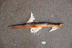 Leiden's Relief festivities 2008: Smoked eel