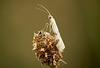 Homoeosoma sinuella