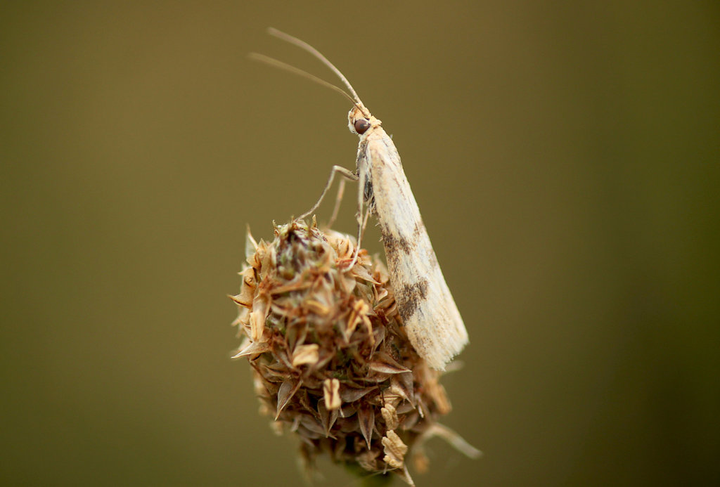 Homoeosoma sinuella