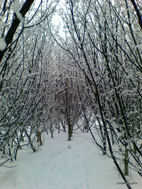 Through the hazel copse - 3