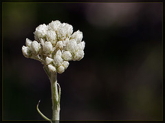 Howell's Pussytoes: The 91st Flower of Spring & Summer!