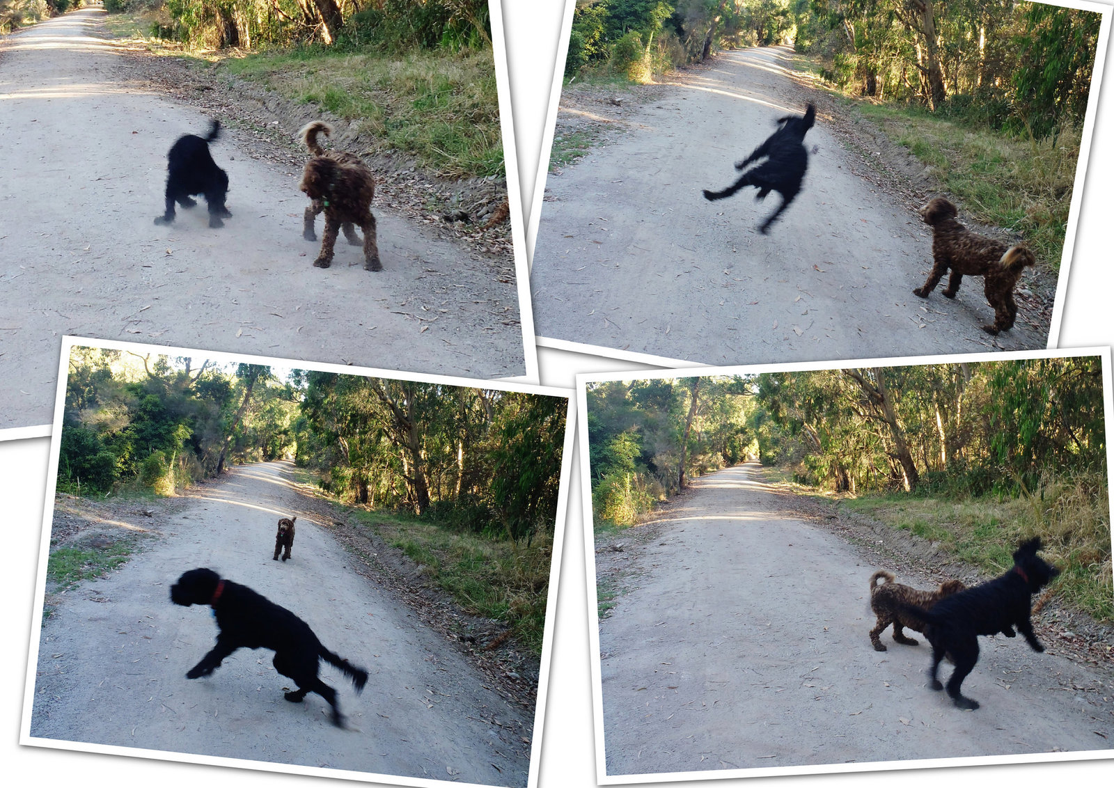 walk along the Rail Trail