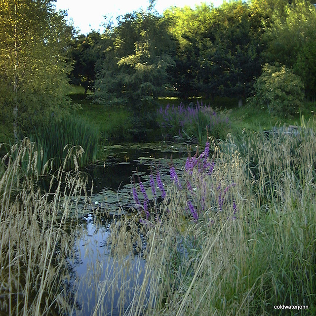 Colourful weeds by the pond