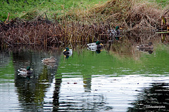 Quacking good life here - noone shoots you 5201004163 o