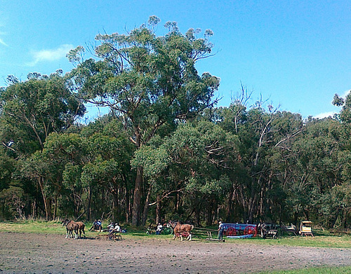 Korumburra Working Horse and Tractor Rally 2011