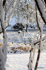 Sun and snow - garden walk Dec 10 2011