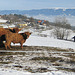 Schottische Hochlandrinder in Eggen, ...