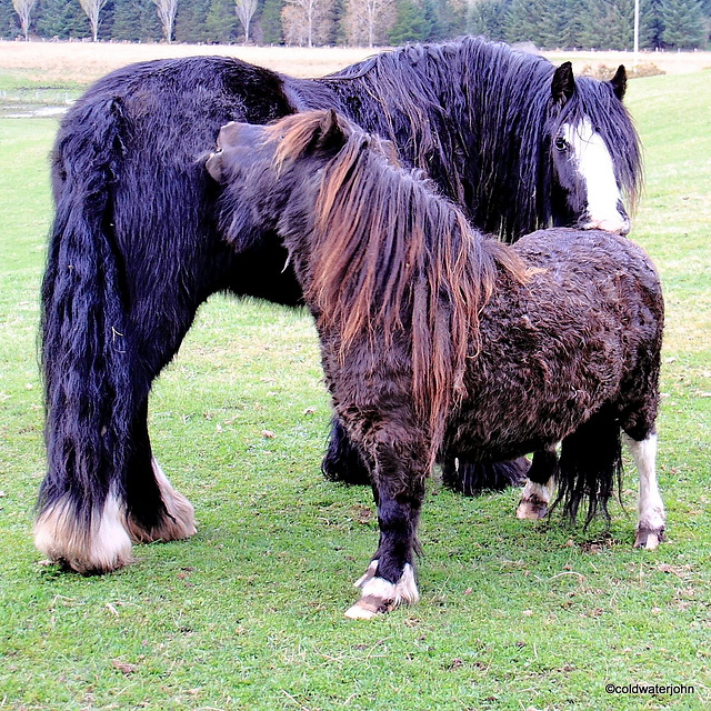 Friends: Little & Large