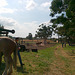 Korumburra Working Horse and Tractor Rally 2011