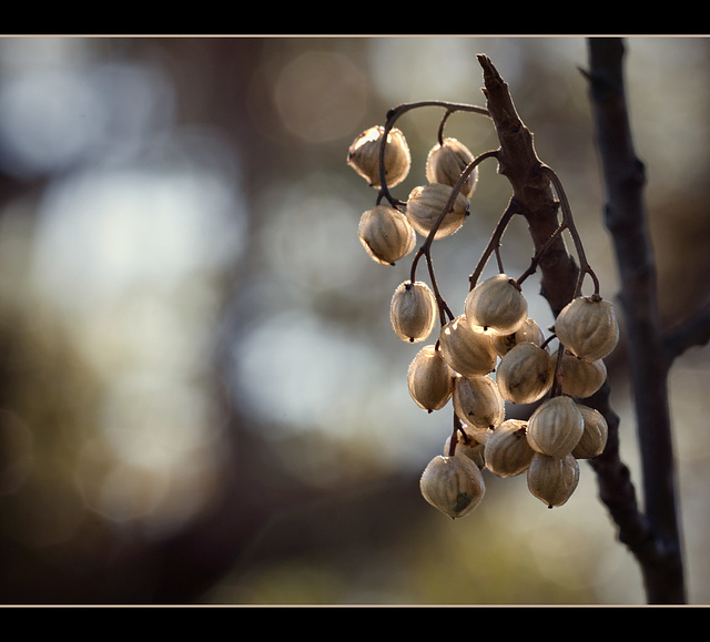 Glowing Poison Oak Berries