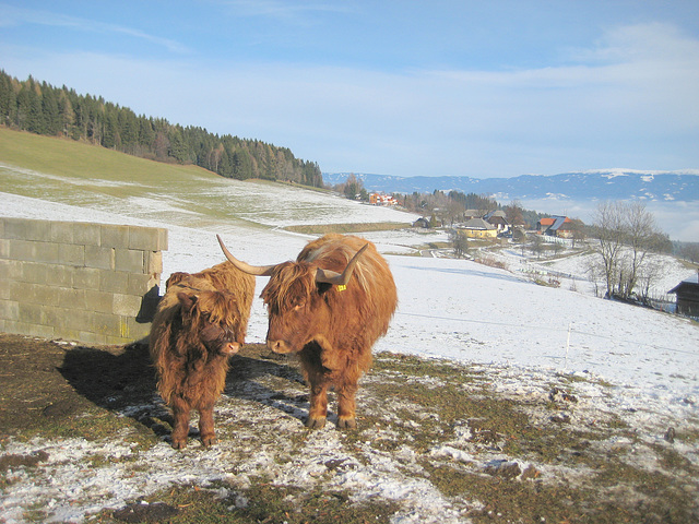 Schottische Hochlandrinder