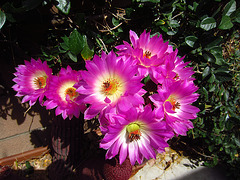 Cactus Flowers (1490)