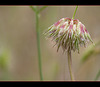 Foothill Clover: The 147th Flower of Spring & Summer!