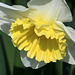 Daffodil in Sunlight