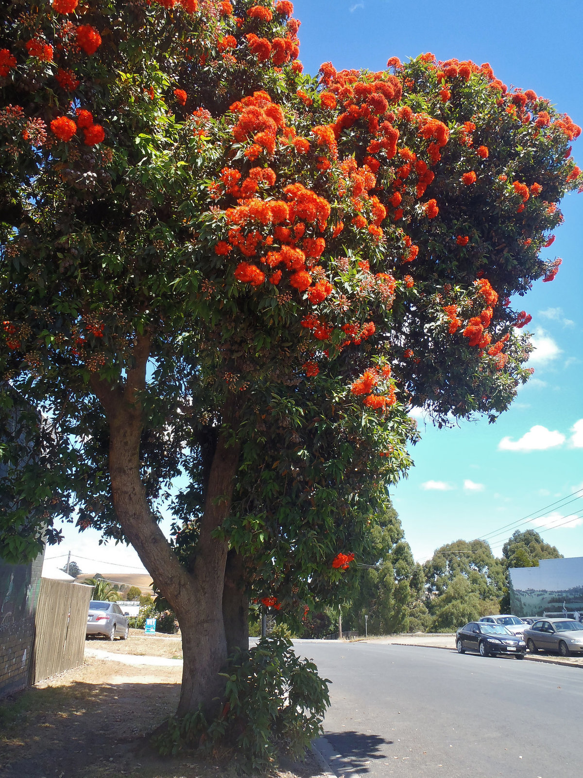 flowering gum in blossom