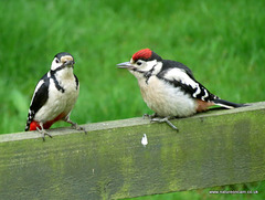 Adult & Juvenile GSWoodpecker