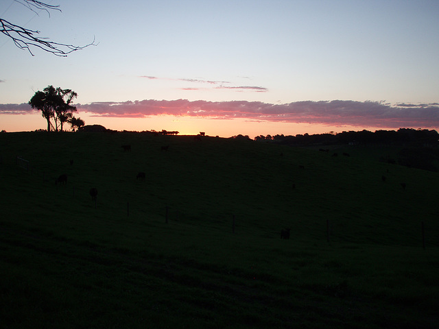 cows at sunset