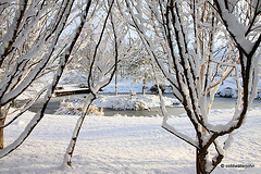 Sun and snow - garden walk Dec 10 2011