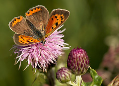 The Copper of A Small Copper