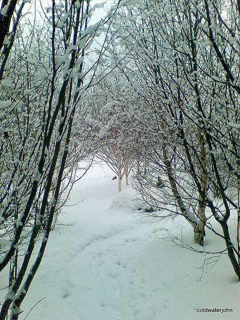 Through the hazel copse - 2 4240590147 o